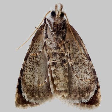 Kent Black Arches - Meganola albula - Moth: 2076 - 74.002