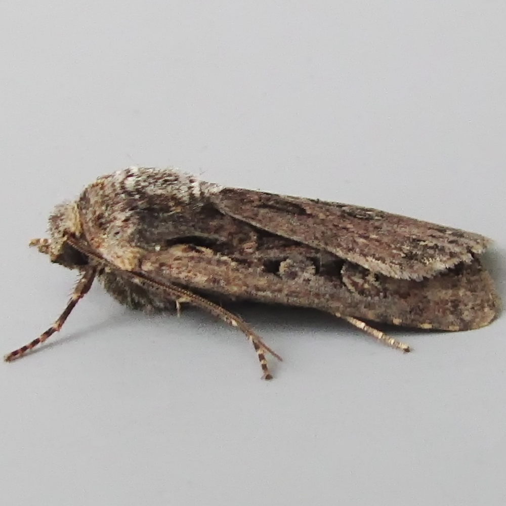 White-line Dart - Euxoa tritici - Moth: 2081 - 73.313