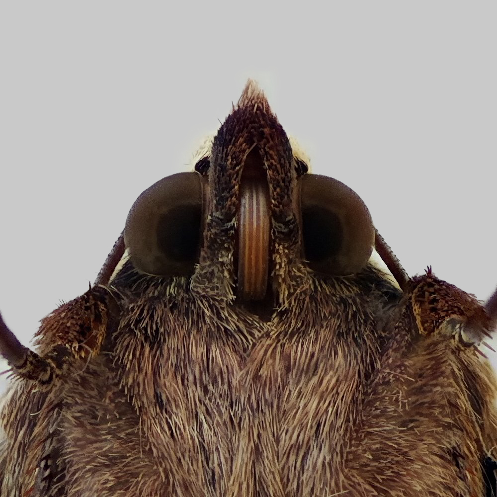 Large Yellow Underwing - Noctua pronuba - Moth: 2107 - 73.342