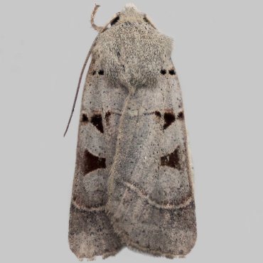 Picture of Autumnal Rustic - Eugnorisma glareosa