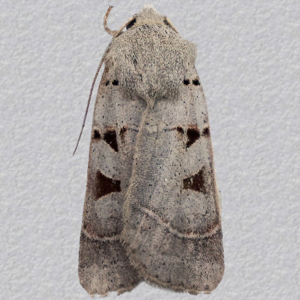 Image of Autumnal Rustic - Eugnorisma glareosa