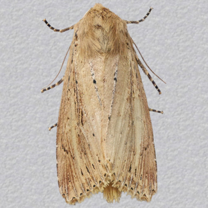 Image of Bulrush Wainscot - Nonagria typhae (Female)