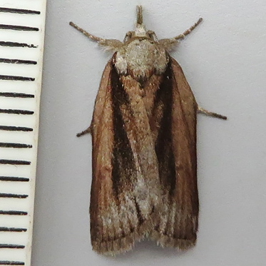 Oak Nycteoline - Nycteola revayana f. ramosana* - Moth: 2423 - 74.009
